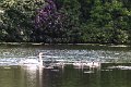 Springtime in Monaghan 2013 (6)